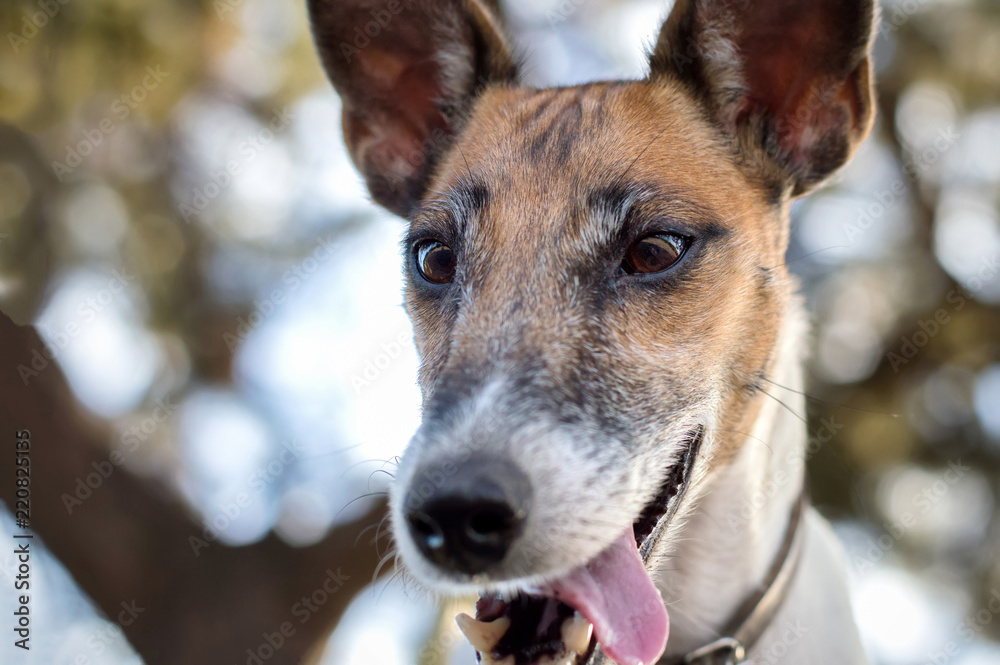 Pedigree dog fox terrier, funny grimace, tongue on the side Pedigree dog fox terrier, funny grimace, tongue on the side