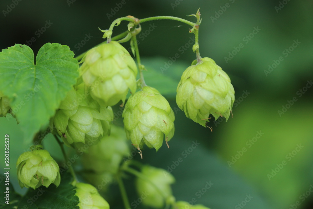 Hopfen - Dolden Hopfen - Dolden
