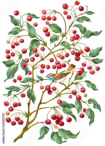 Cherry tree with berries and bird. Isolated on white background..