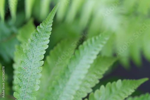 beautyful ferns leaves green foliage natural floral fern