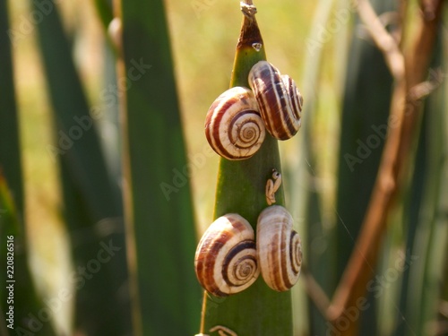 snails on the plant