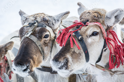 Siberian reindeer with snowy noses on winter camp. photo