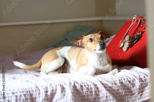 Dog, Jack Russel Terrier