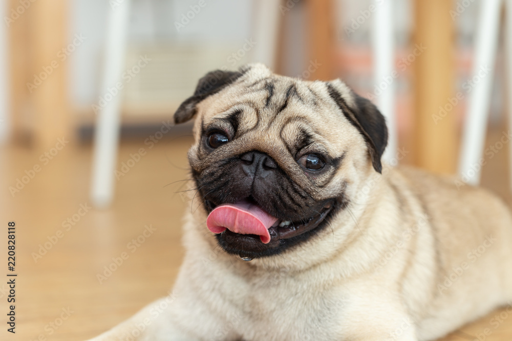 Happy Cute pug dog smile and lying on ground and making funny face Happy Cute pug dog smile and lying on ground and making funny face