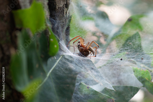 Feeding Spider