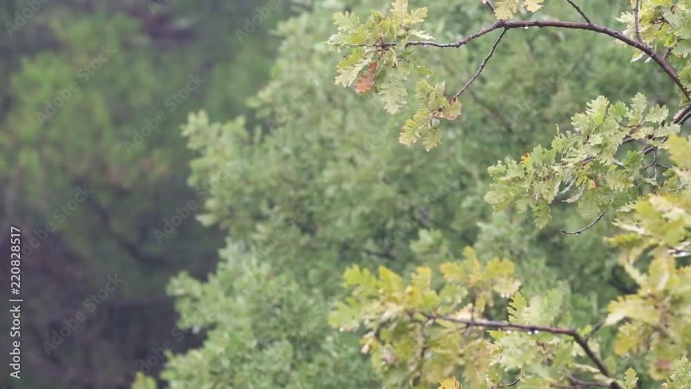 Closeup of an oak branch in a light summer rain Close-up