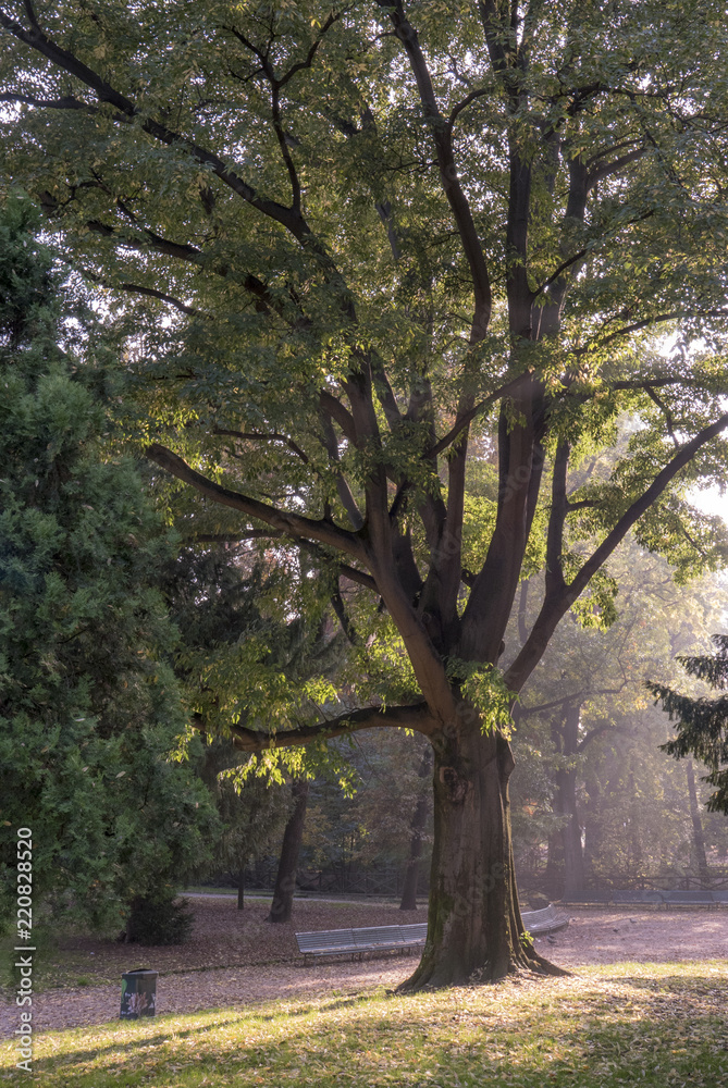 Arbre dans un square