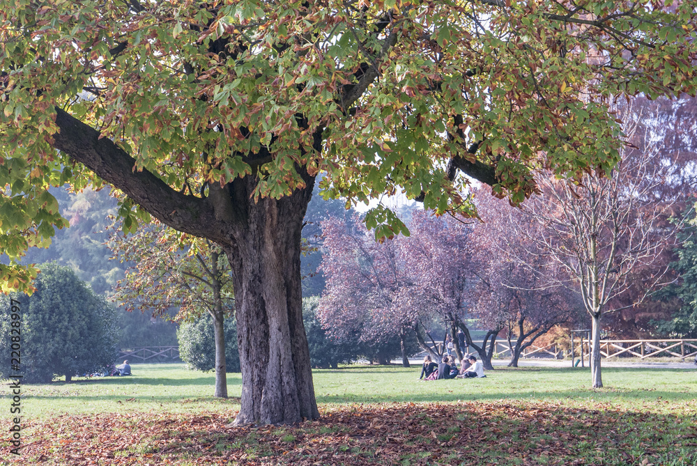 Naklejka premium Parc en automne