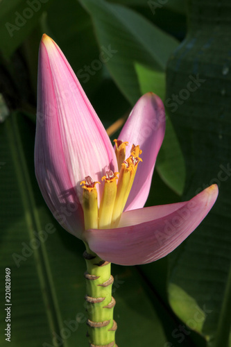 banana flower