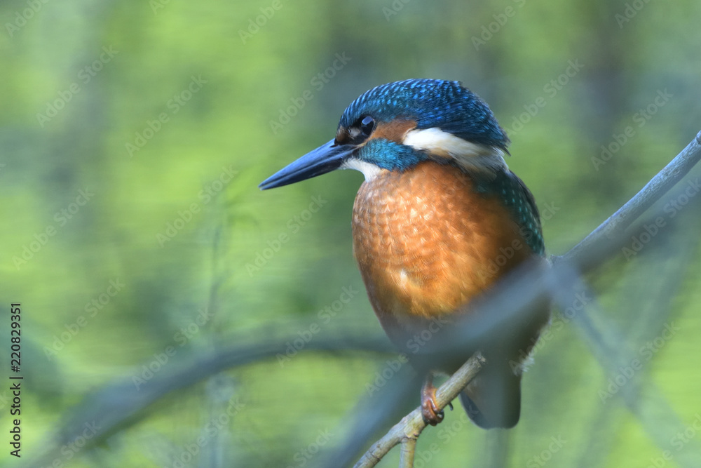 Common Kingfisher (Alcedo atthis) Common Kingfisher (Alcedo atthis)