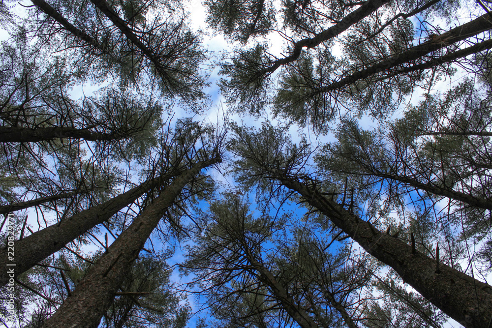 Obraz premium Arvores 