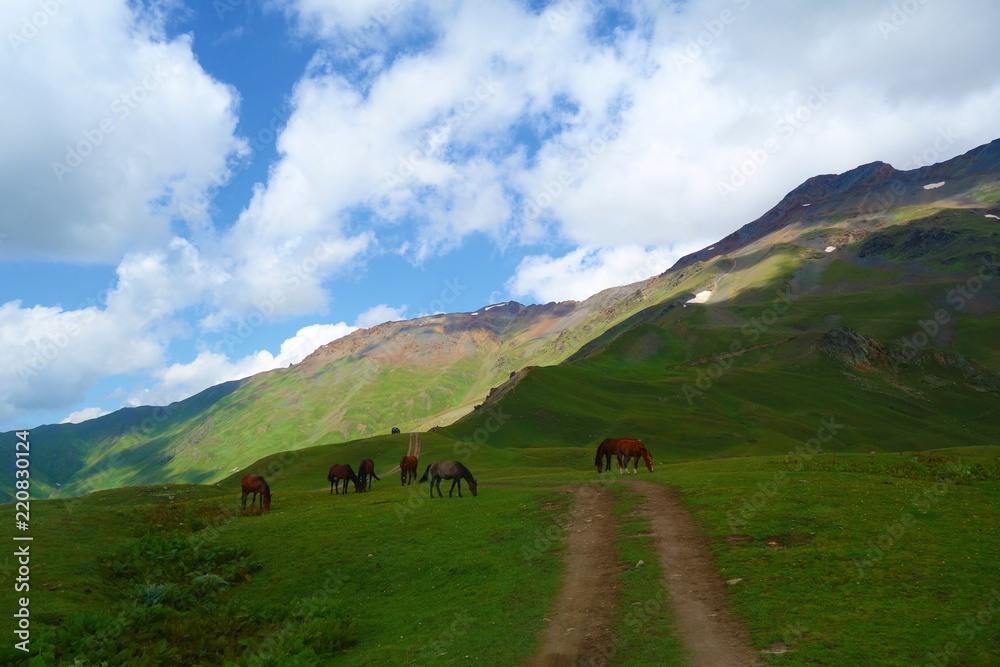 Wild horses on a hiking trail leading from Mestia to Koruldi lakes in Upper Svaneti region, Georgia