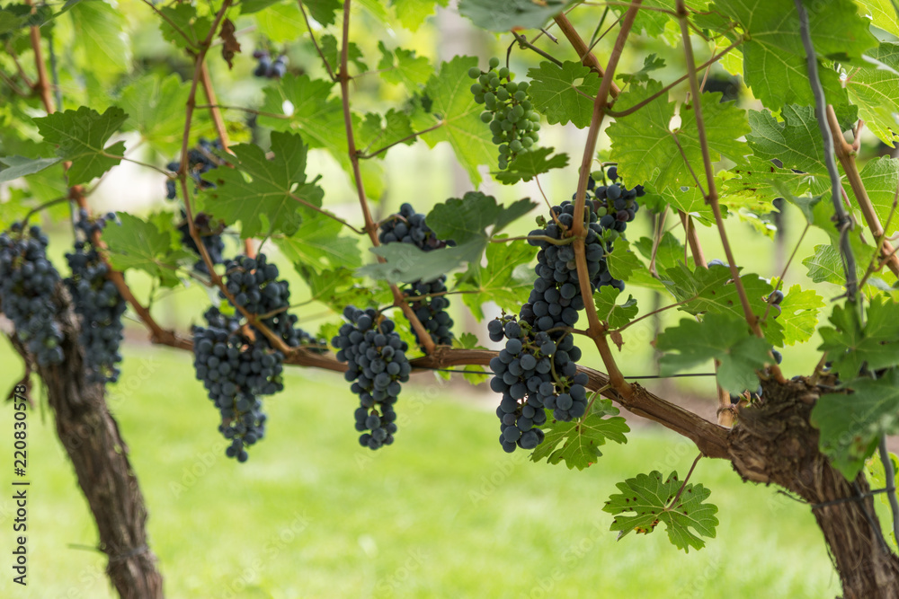 Lush ripe dark red wine grapes on the vine ready for harvest