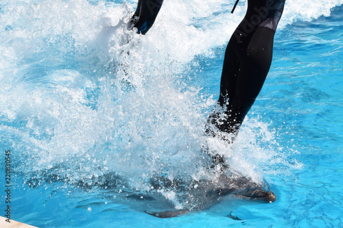 Дельфин несет с большой скоростью на спине дрессировщика во время представления