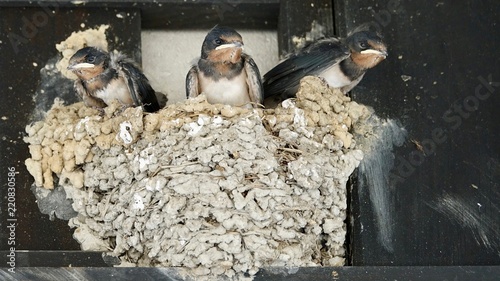 Junge Schwalben, Mauersegler im Nest