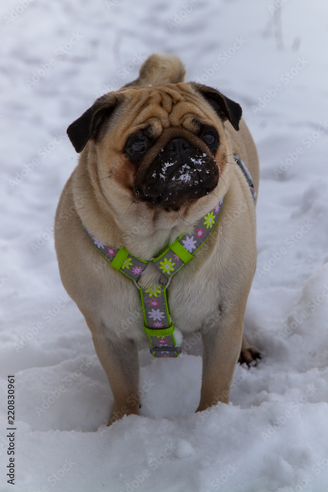 Pug stands on white snow.