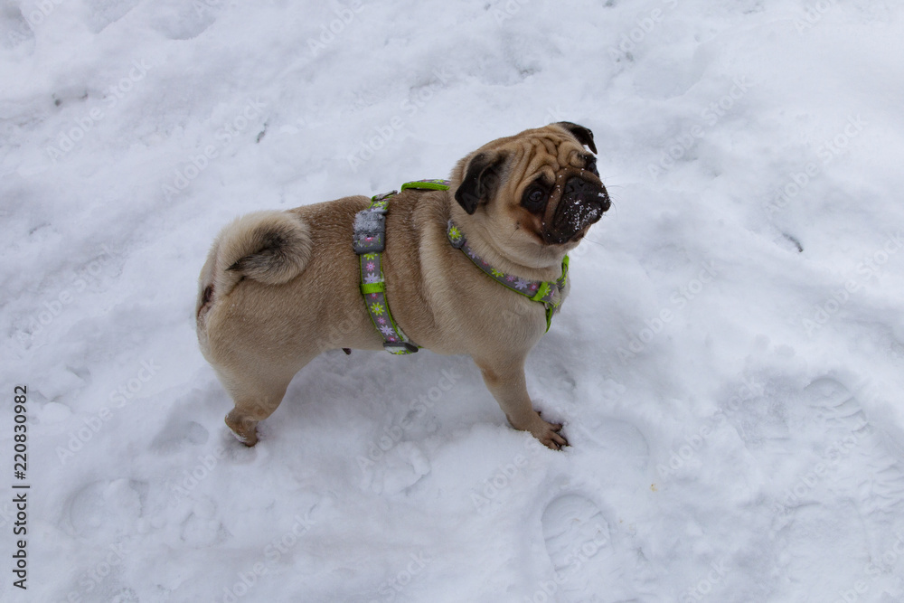 Pug stands on white snow.