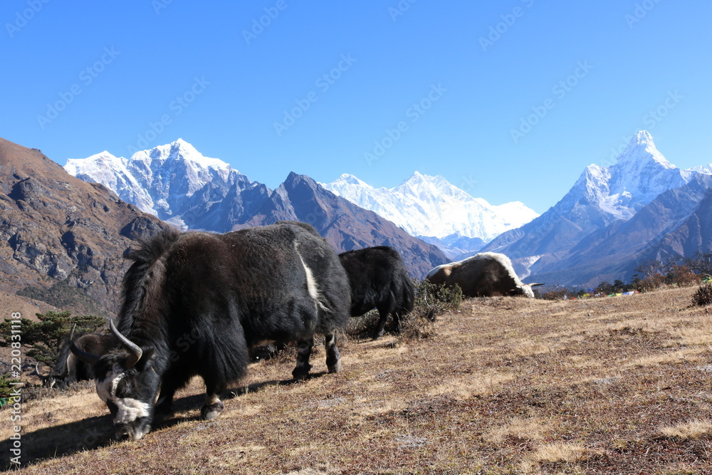 Domestic yak (Bos grunniens) grazing in early autumn. Domestic animal yak in the lake in the mountains in Nepal.