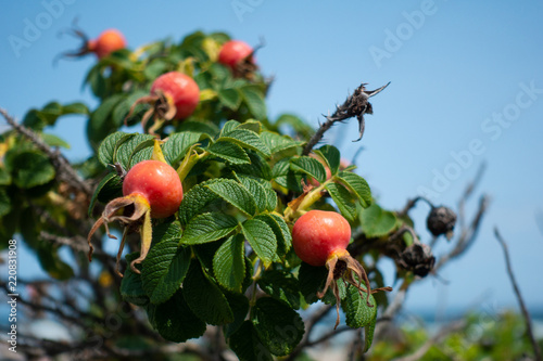 Rose Hip