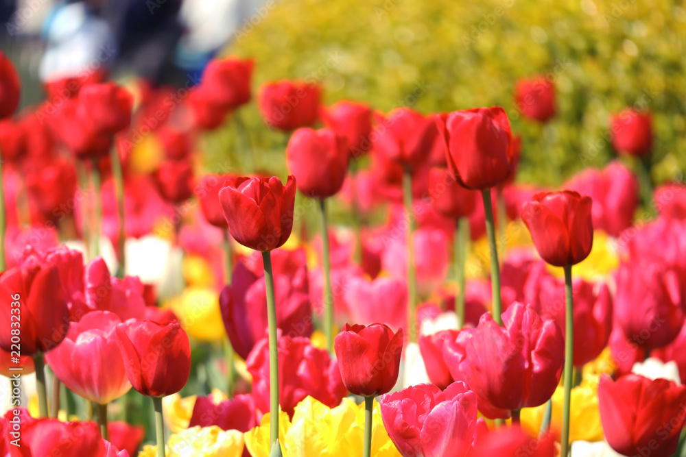 Obraz premium チューリップの群れ