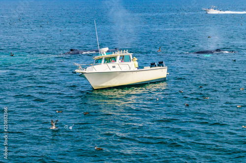 Boat and whale, Cape Cod, Massachusetts, US