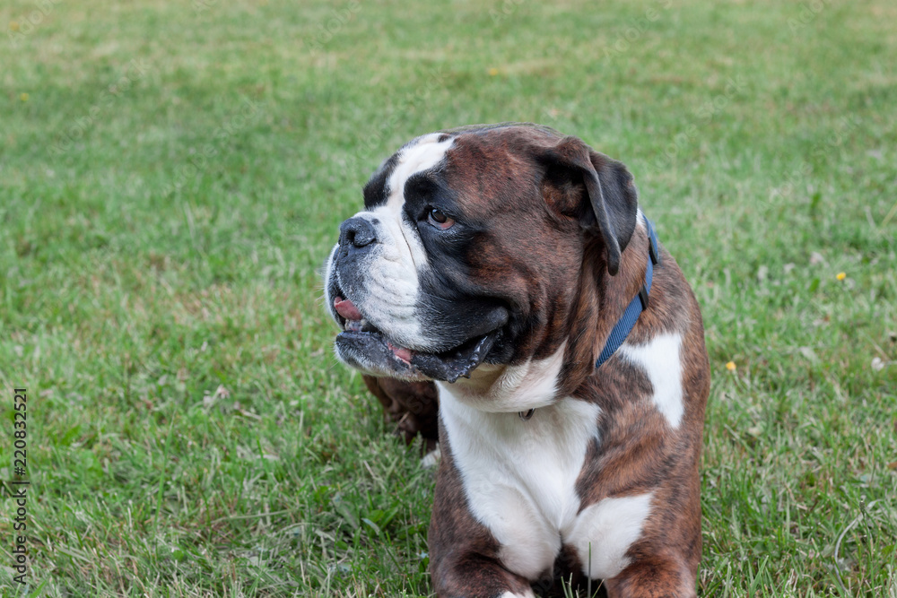 Brindle boxer puppy is lying in the green grass. Pet animals.