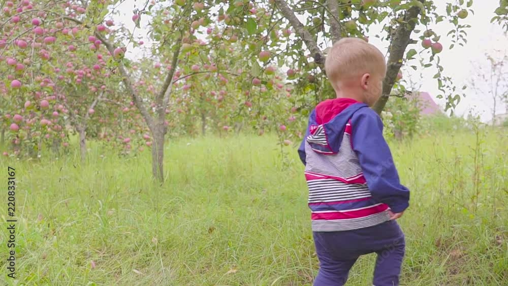 Adorable little preschool kid boy eating red apple on organic farm. Healthy food. Harvest Adorable little preschool kid boy eating red apple on organic farm. Healthy food. Harvest