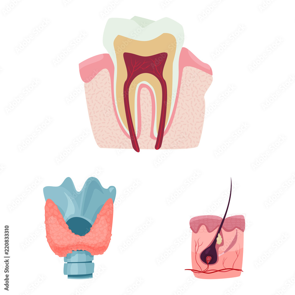 Vector design of body and human symbol. Collection of body and medical stock symbol for web.