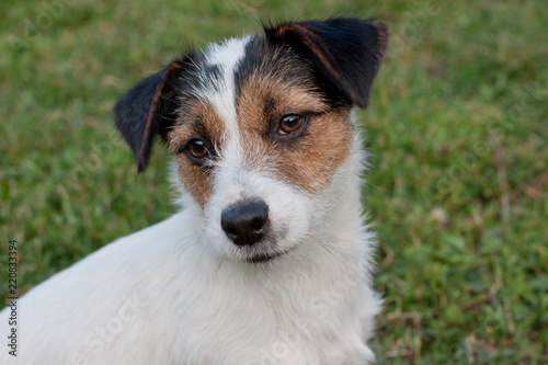 Cute jack russell terrier is sitting on a spring meadow. Close up. Pet animals.