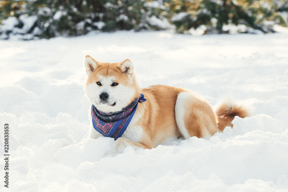 Red Akita inu dog playing in the snow. Red Akita inu dog playing in the snow.