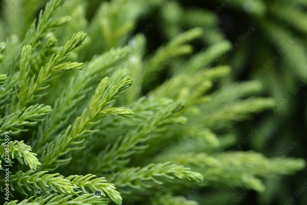 Japanese cedar Globosa Nana Japanese cedar Globosa Nana