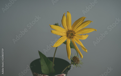 A yellow beautiful flower blooms on a gray background, the name inula ensifolia photo