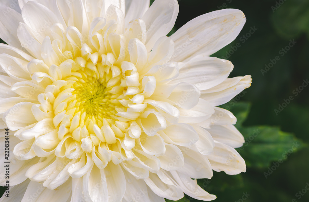 Fototapeta premium Closed up of White Chrysanthemum Flower with Yellow Center