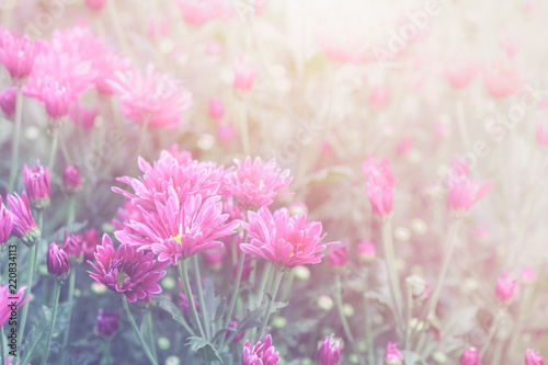 Pink Chrysanthemum Flower in garden on vintage tone © kwanchaichaiudom