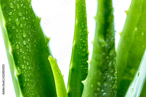 fresh water spray on Aloe vera leafs for natural skin beauty concept