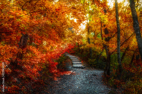 Stairs and path trough forest in autumn season. 