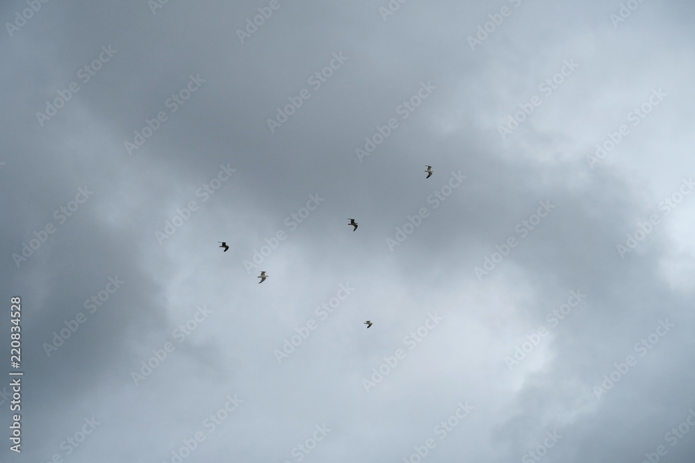 5 seagulls high up on the sky in flight under rough weather conditions with cloudy and strong winds | Birds flying at seaside 