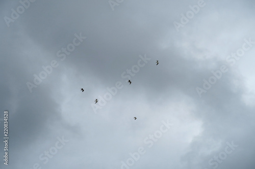 5 seagulls high up on the sky in flight under rough weather conditions with cloudy and strong winds | Birds flying at seaside 