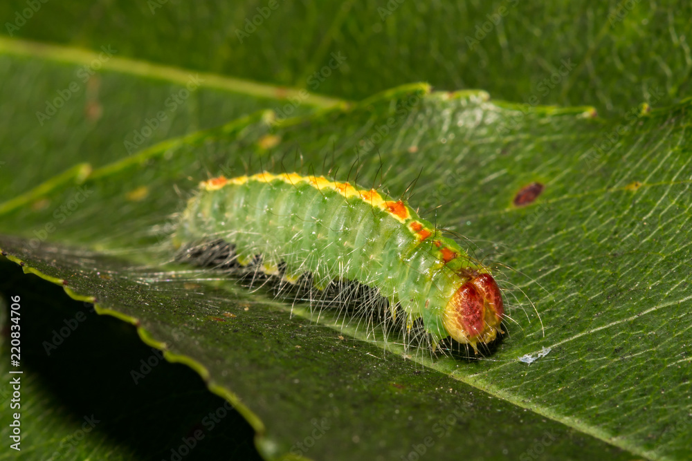 Cherry Dagger Moth Caterpillar (Acronicta hasta) Cherry Dagger Moth Caterpillar (Acronicta hasta)