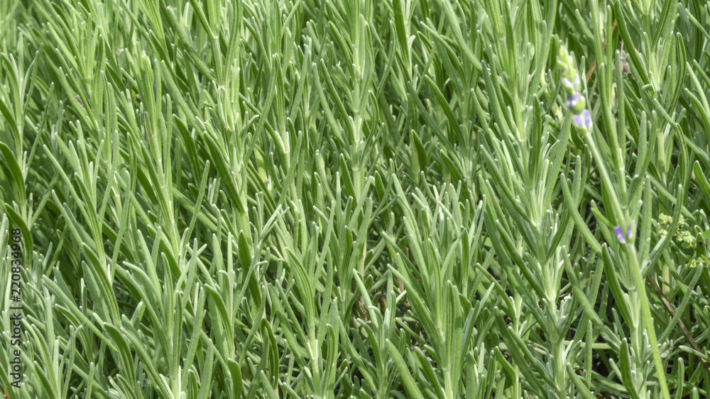 Spicy grass rosemary fragrant Spicy grass rosemary fragrant