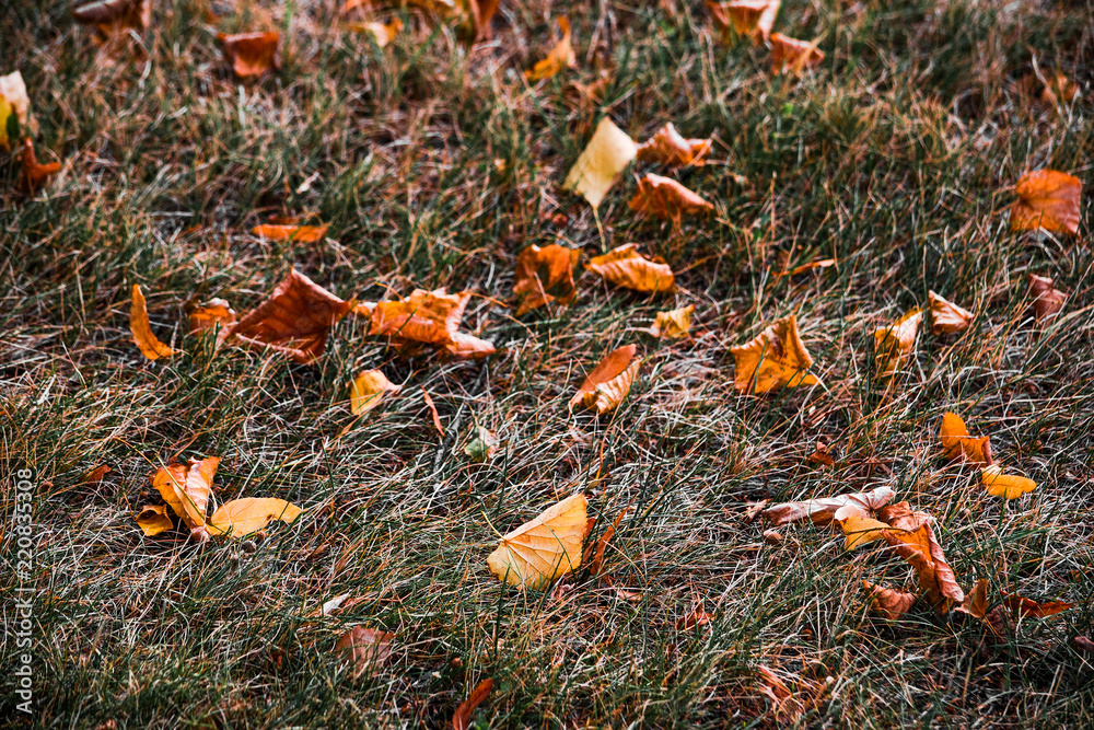 Yellow autumn leaves falling on the grass Yellow autumn leaves falling on the grass