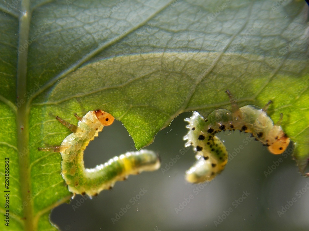 green caterpillars on the list
green caterpillars on the list
