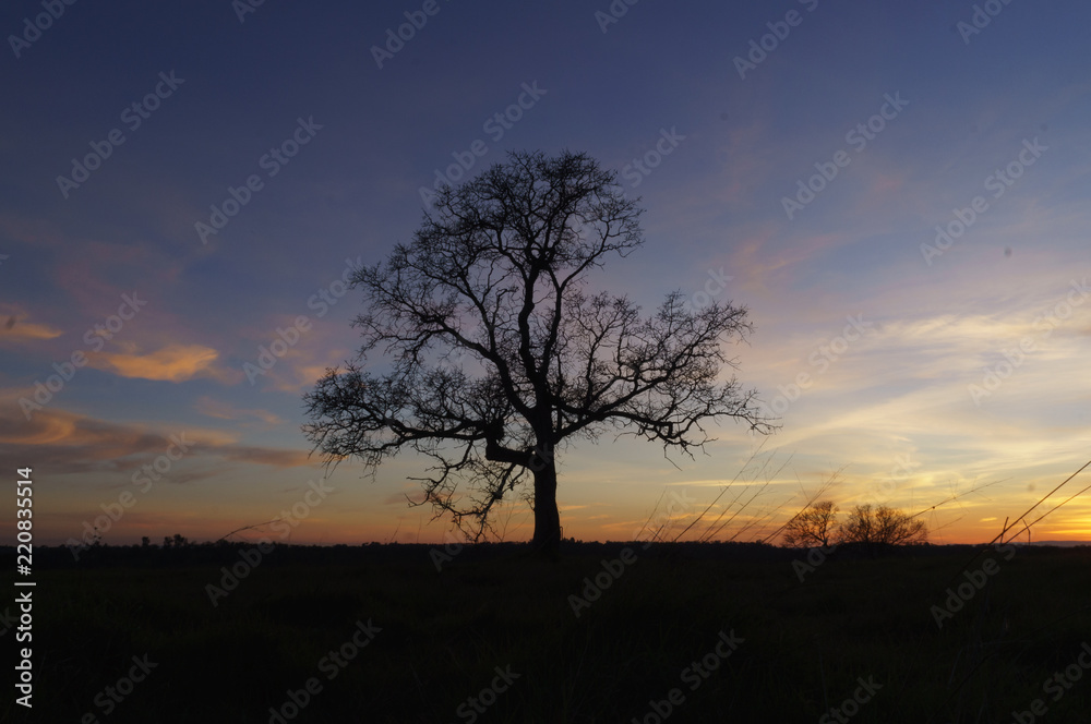 Tree standing in middle of field at night Tree standing in middle of field at night