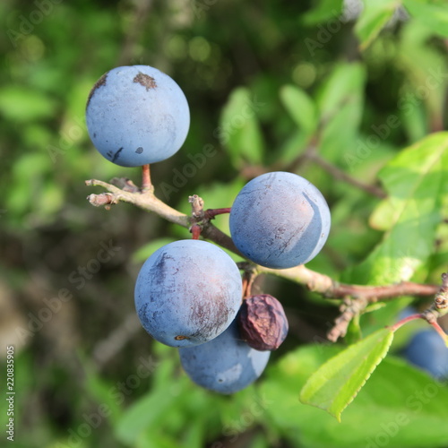Prunus spinosa, blackthorn, blue autumn fruit, medicinal plant, popular as a jam, wine, liqueur