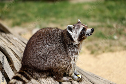 Full body of lotor common raccoon (procyon lotor) on the tree trunk