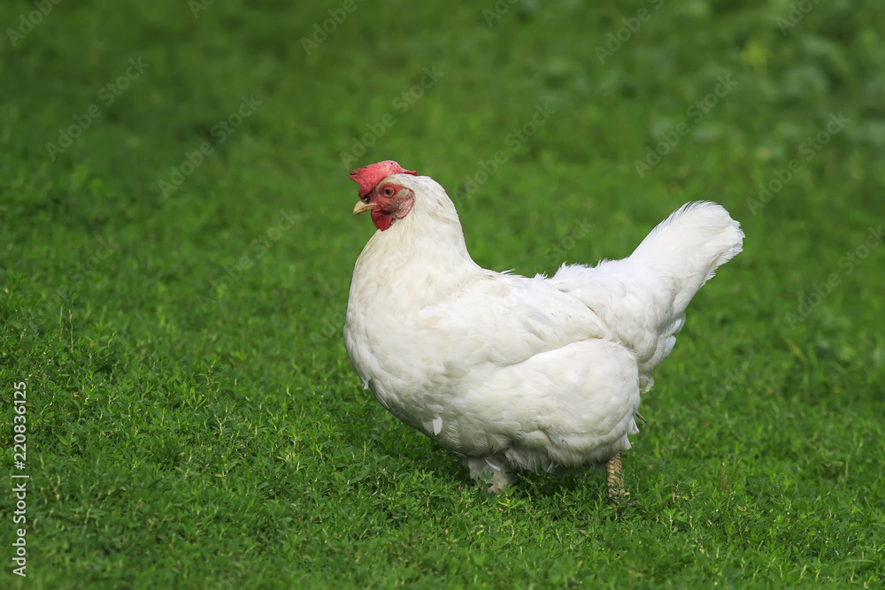 white chicken walks freely on green juicy grass in the backyard