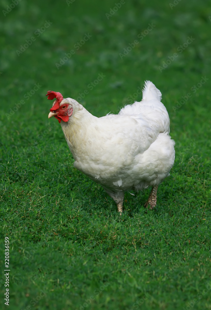funny white chicken walks freely on green juicy grass in the backyard of the farm funny white chicken walks freely on green juicy grass in the backyard of the farm