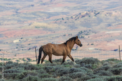 Beautiful Wild Horse in the Colorado High Desert © natureguy