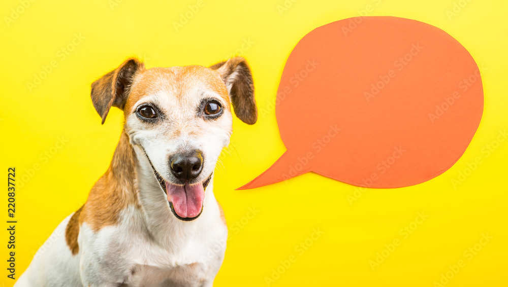 Adorable smiling dog Jack Russell terrier on yellow background with orange speech bubble. Happy speaking pet theme photo Adorable smiling dog Jack Russell terrier on yellow background with orange speech bubble. Happy speaking pet theme photo