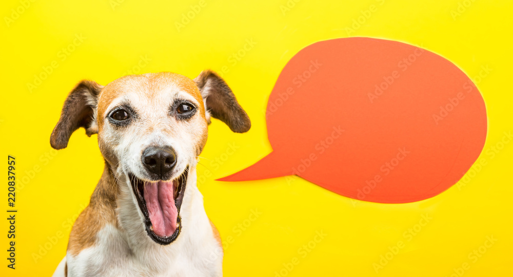 Laughing dog with open mouth. Happy smiling pet on yellow background and orange speech balloon. Funny silly dog Jack Russell terrier
